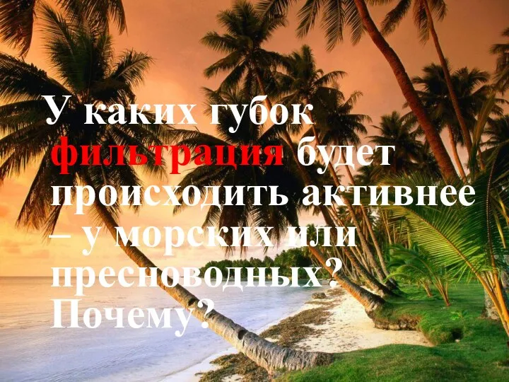 У каких губок фильтрация будет происходить активнее – у морских или пресноводных? Почему?