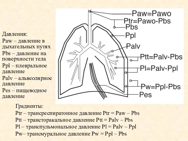 Давления: Paw – давление в дыхательных путях Pbs – давление на поверхности