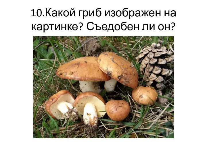 10.Какой гриб изображен на картинке? Съедобен ли он?