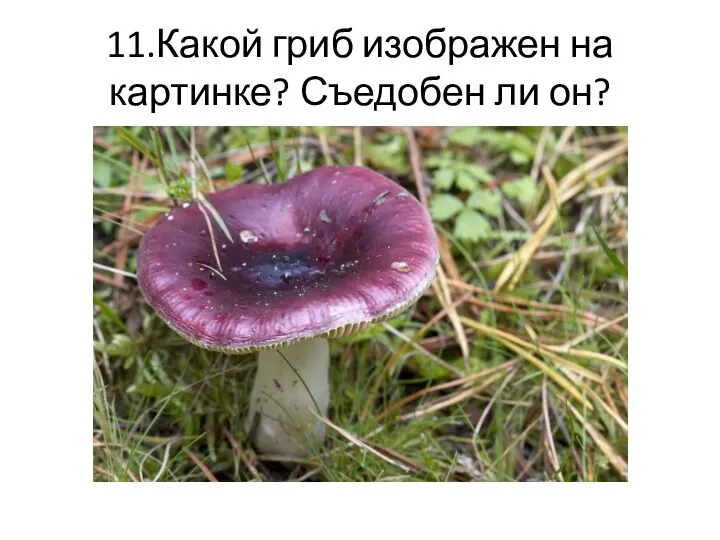11.Какой гриб изображен на картинке? Съедобен ли он?