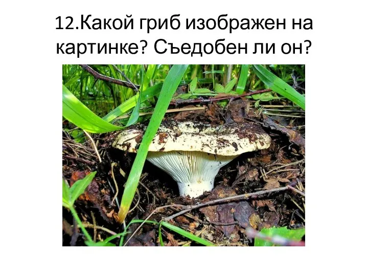 12.Какой гриб изображен на картинке? Съедобен ли он?