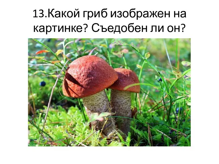 13.Какой гриб изображен на картинке? Съедобен ли он?