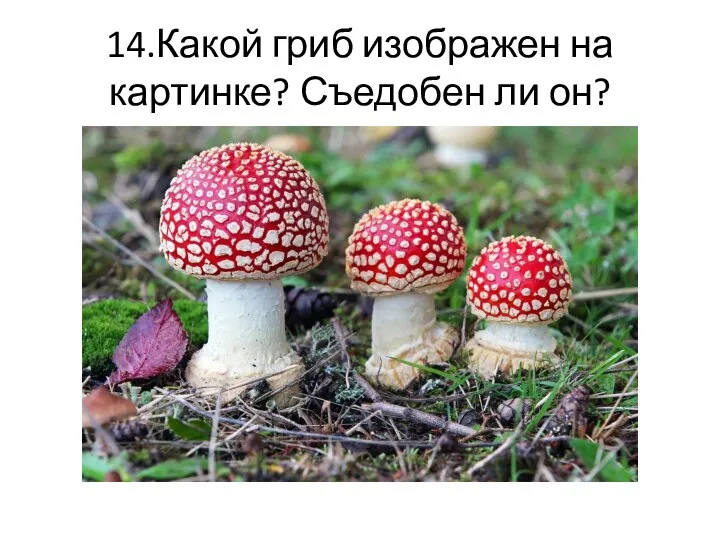 14.Какой гриб изображен на картинке? Съедобен ли он?