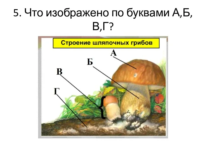 5. Что изображено по буквами А,Б,В,Г?