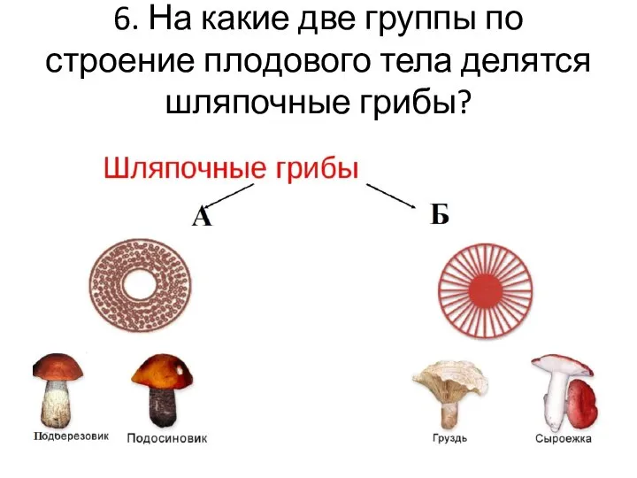 6. На какие две группы по строение плодового тела делятся шляпочные грибы?