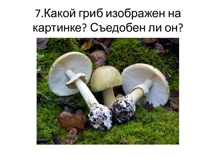 7.Какой гриб изображен на картинке? Съедобен ли он?