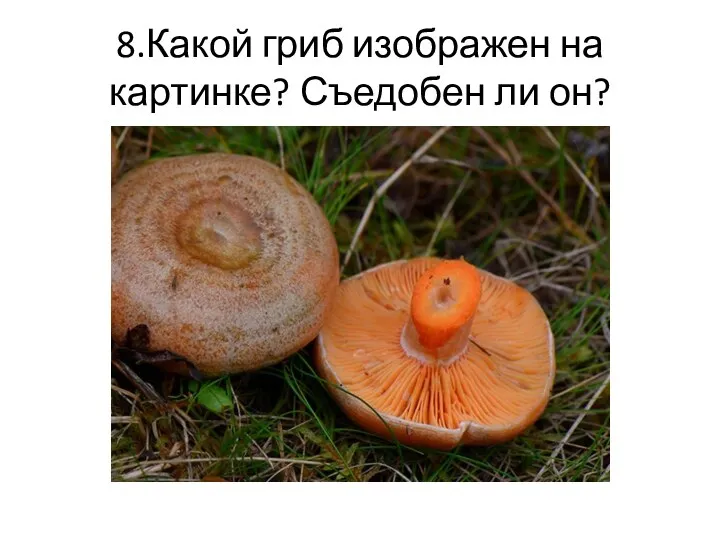 8.Какой гриб изображен на картинке? Съедобен ли он?