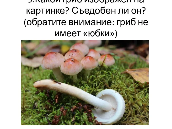 9.Какой гриб изображен на картинке? Съедобен ли он? (обратите внимание: гриб не имеет «юбки»)