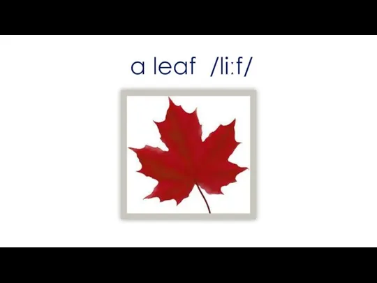 a leaf /liːf/