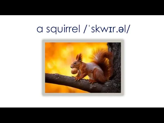 a squirrel /ˈskwɪr.əl/