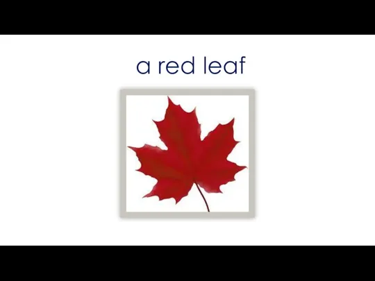 a red leaf