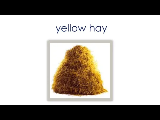 yellow hay