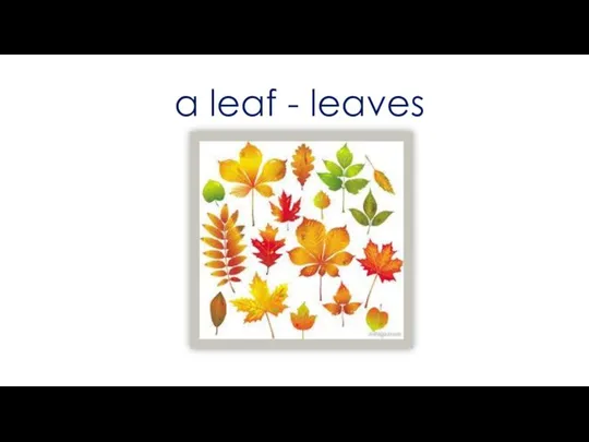 a leaf - leaves