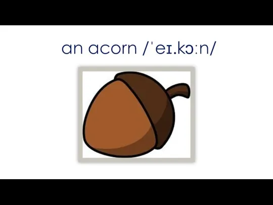an acorn /ˈeɪ.kɔːn/