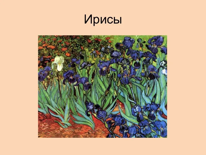 Ирисы