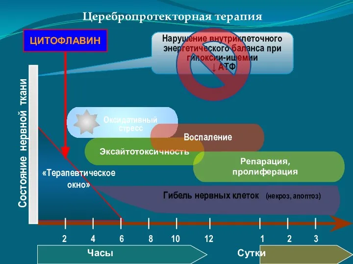 Часы Сутки Состояние нервной ткани Церебропротекторная терапия Эксайтотоксичность Гибель нервных клеток (некроз,