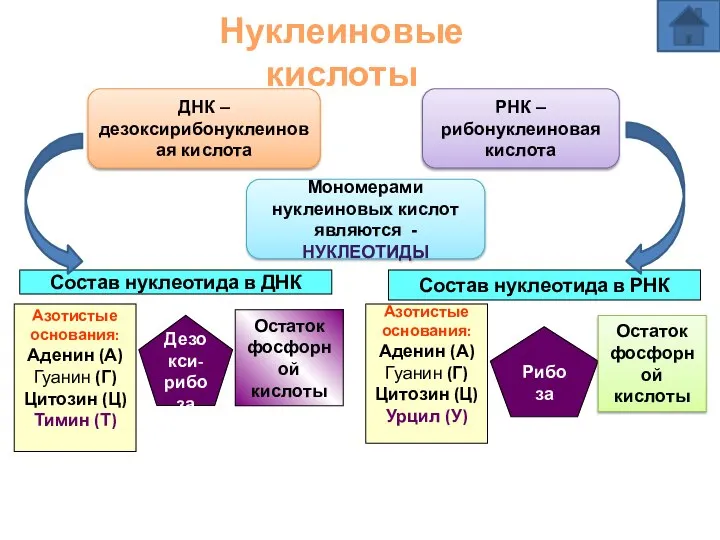 Нуклеиновые кислоты ДНК –дезоксирибонуклеиновая кислота РНК – рибонуклеиновая кислота Мономерами нуклеиновых кислот