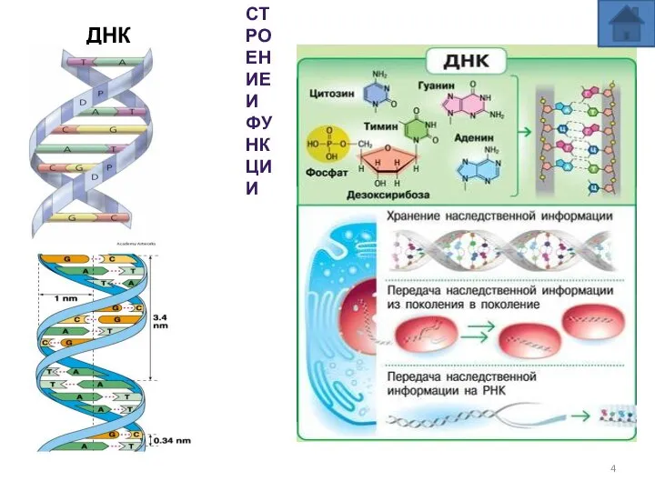 ДНК СТРОЕНИЕ И ФУНКЦИИ