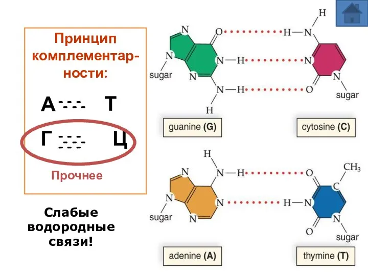 Принцип комплементар-ности: А Т Г Ц - - - - - -