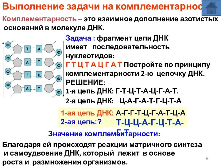 Выполнение задачи на комплементарность Комплементарность – это взаимное дополнение азотистых оснований в