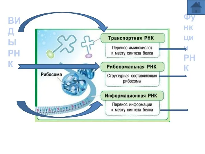 ВИДЫ РНК Функции РНК