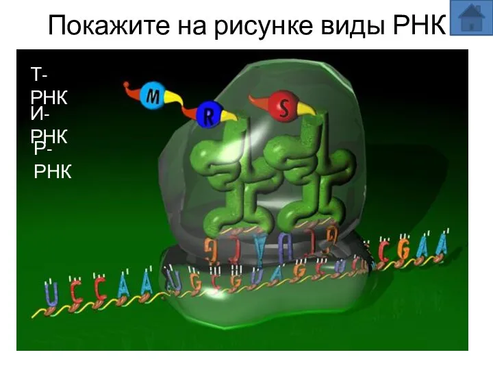 Покажите на рисунке виды РНК Т-РНК И-РНК Р-РНК