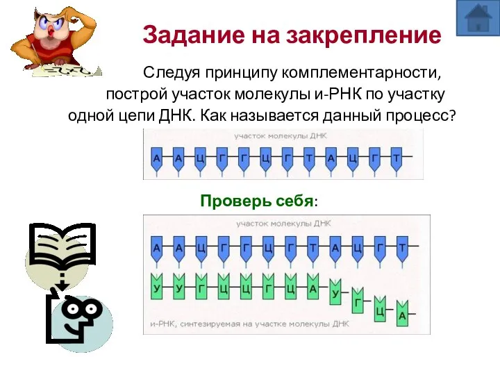 Задание на закрепление Следуя принципу комплементарности, построй участок молекулы и-РНК по участку