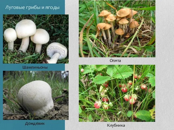 Луговые грибы и ягоды Шампиньоны Опята Дождевик Клубника