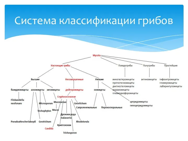 Система классификации грибов