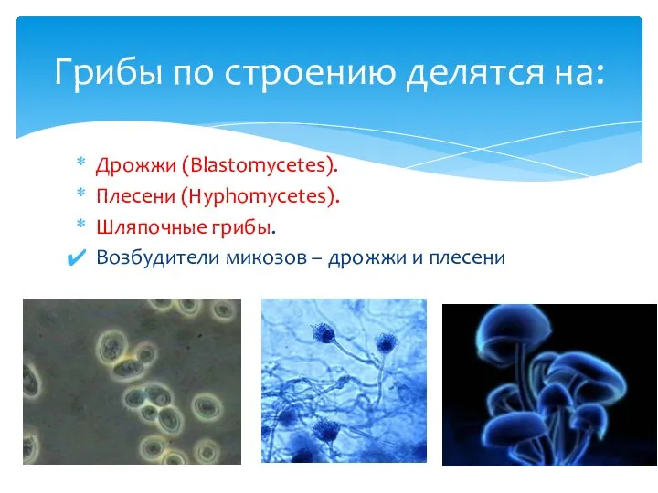 Дрожжи (Blastomycetes). Плесени (Hyphomycetes). Шляпочные грибы. Возбудители микозов – дрожжи и плесени