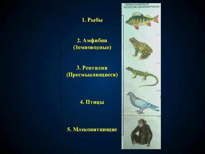 1. Рыбы 2. Амфибии (Земноводные) 3. Рептилии (Пресмыкающиеся) 4. Птицы 5. Млекопитающие