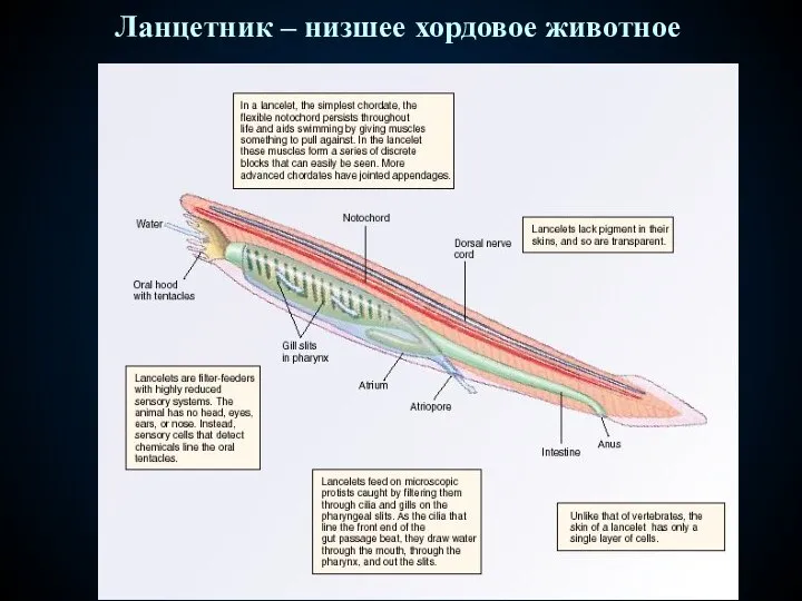 Ланцетник – низшее хордовое животное