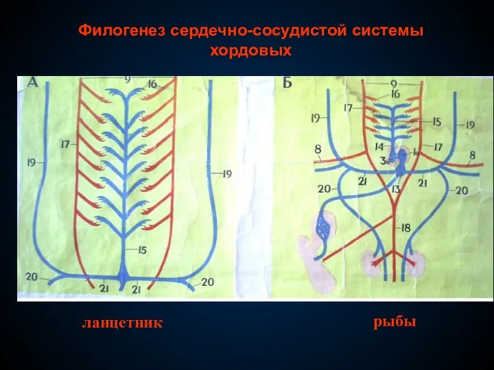 Филогенез сердечно-сосудистой системы хордовых ланцетник рыбы