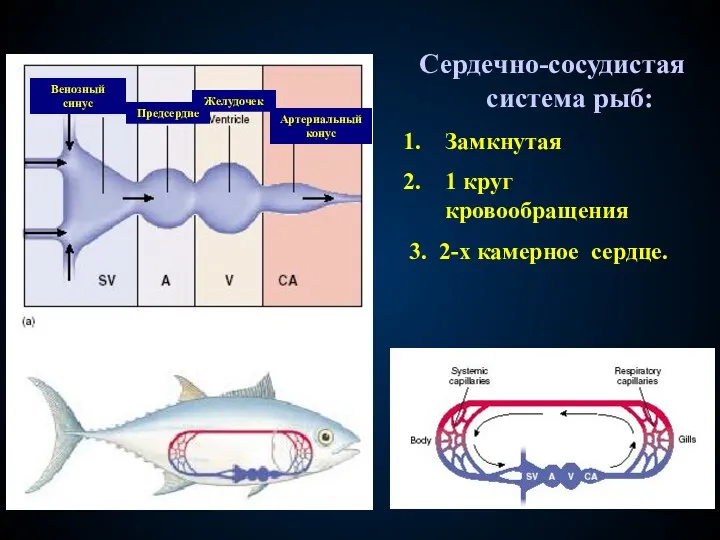 Сердечно-сосудистая система рыб: Замкнутая 1 круг кровообращения 3. 2-х камерное сердце. Венозный