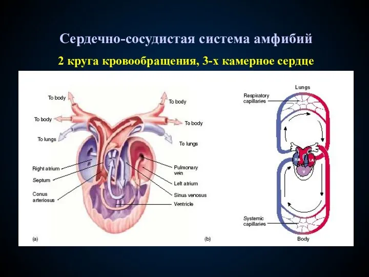 Сердечно-сосудистая система амфибий 2 круга кровообращения, 3-х камерное сердце