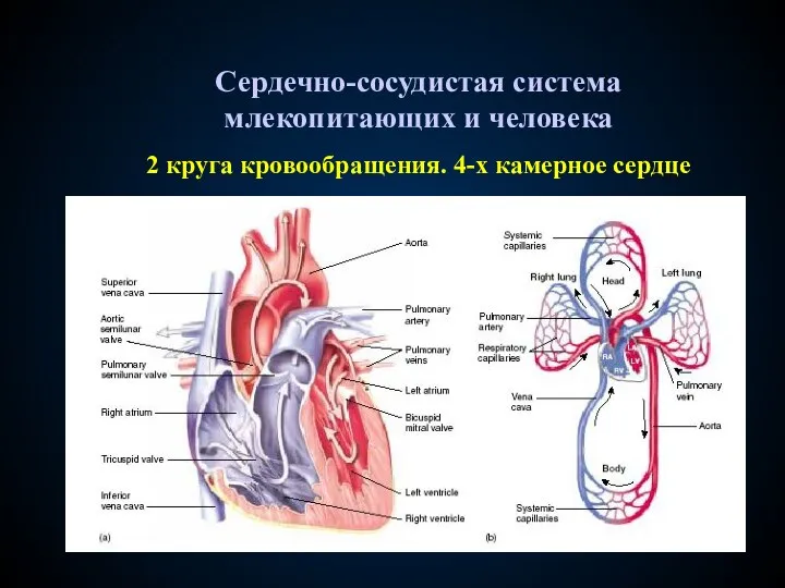 Сердечно-сосудистая система млекопитающих и человека 2 круга кровообращения. 4-х камерное сердце