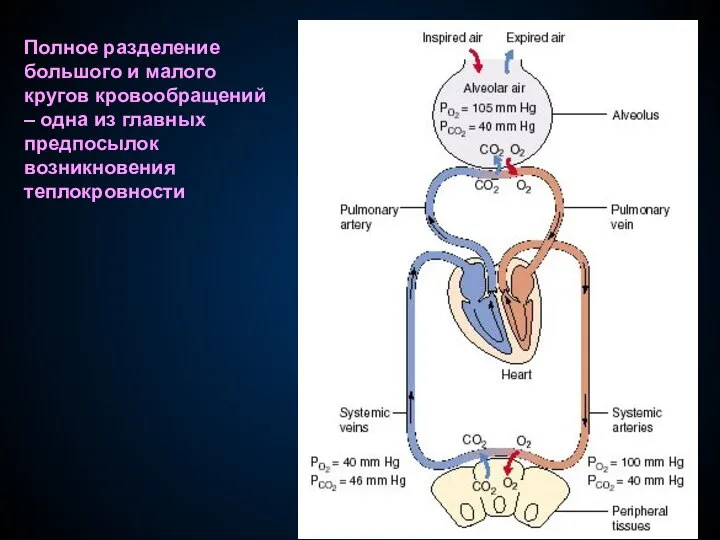 Полное разделение большого и малого кругов кровообращений – одна из главных предпосылок возникновения теплокровности