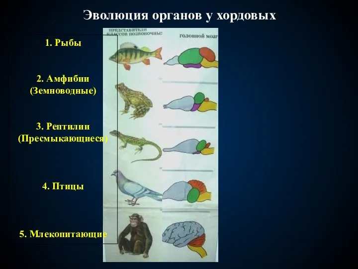 Эволюция органов у хордовых 1. Рыбы 2. Амфибии (Земноводные) 3. Рептилии (Пресмыкающиеся) 4. Птицы 5. Млекопитающие