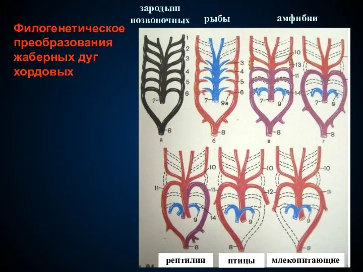 Филогенетическое преобразования жаберных дуг хордовых зародыш позвоночных рыбы амфибии рептилии птицы млекопитающие