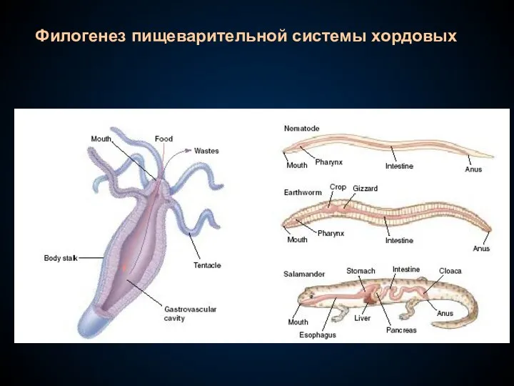 Филогенез пищеварительной системы хордовых