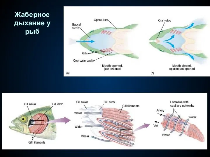 Жаберное дыхание у рыб