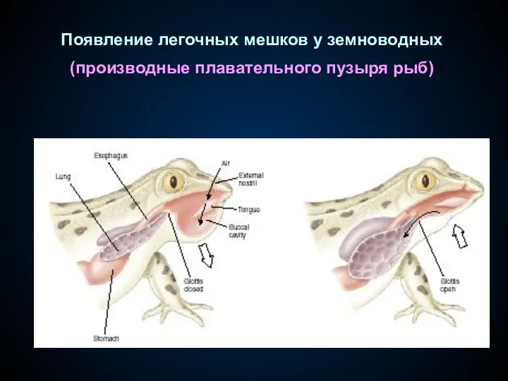 Появление легочных мешков у земноводных (производные плавательного пузыря рыб)