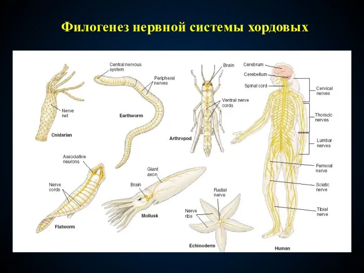 Филогенез нервной системы хордовых