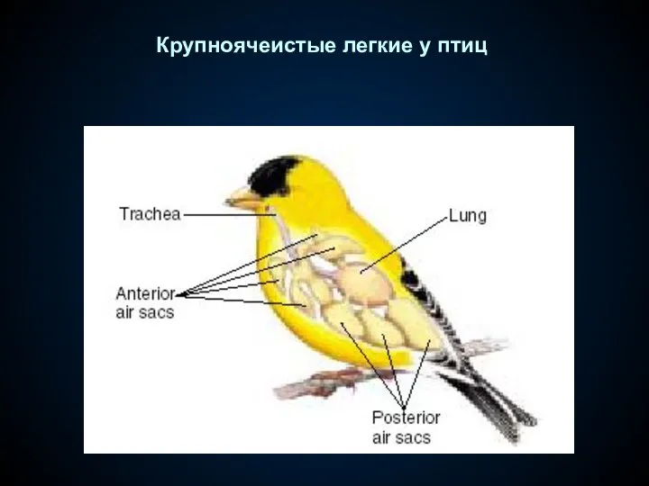 Крупноячеистые легкие у птиц