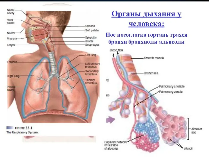 Органы дыхания у человека: Нос носоглотка гортань трахея бронхи бронхиолы альвеолы