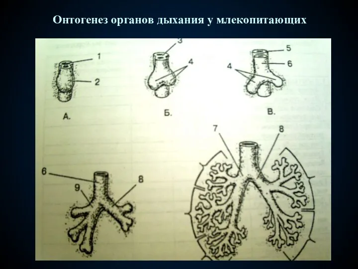 Онтогенез органов дыхания у млекопитающих