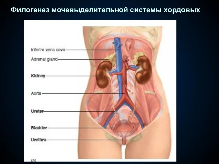 Филогенез мочевыделительной системы хордовых