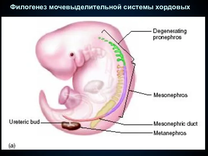 Филогенез мочевыделительной системы хордовых