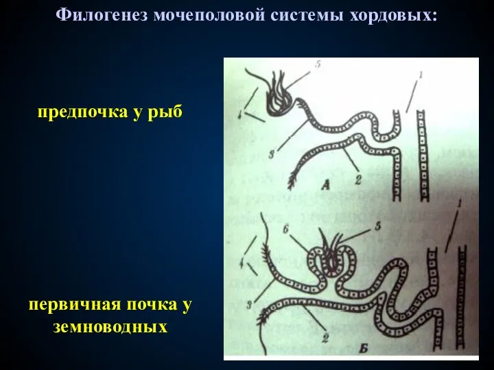 Филогенез мочеполовой системы хордовых: первичная почка у земноводных предпочка у рыб