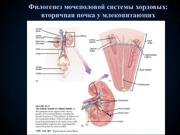 Филогенез мочеполовой системы хордовых: вторичная почка у млекопитающих